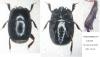 Eurosomides minor